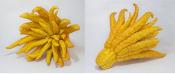 Buddha’s Hand For Breakfast?